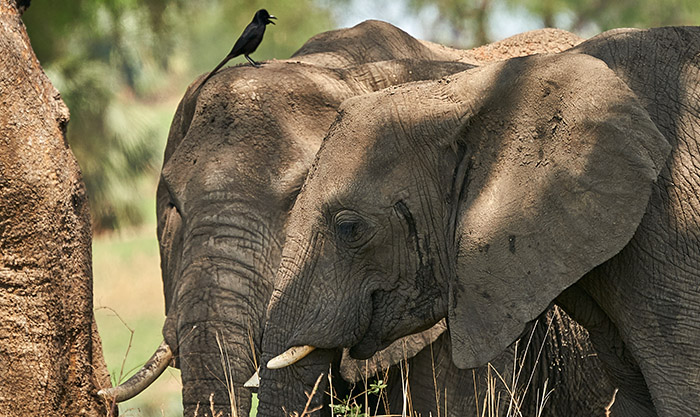 Wildlife-safari-tour Wildlife-safari-tour