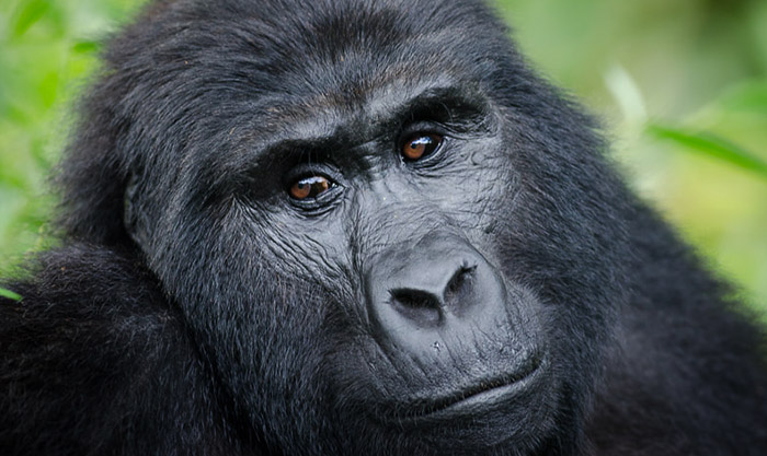 gorilla-trekking-tour gorilla-trekking-tour