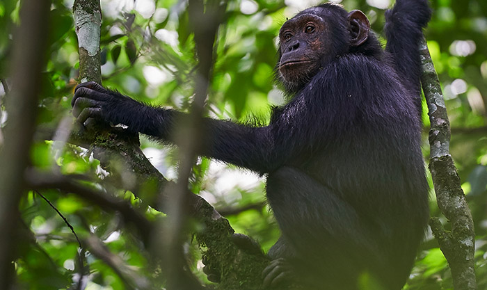 primate-safaris-tour primate-safaris-tour