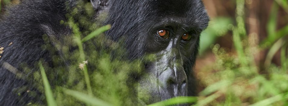 Gorilla-Safaris Gorilla-Safaris