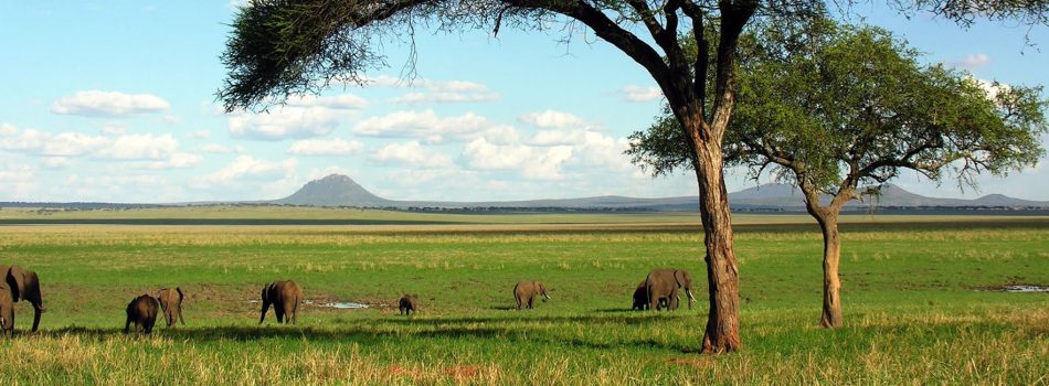 Tarangire-national-park-Tanzania