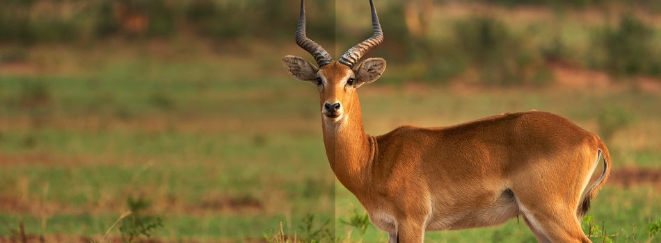 Wildlife-safari-Uganda