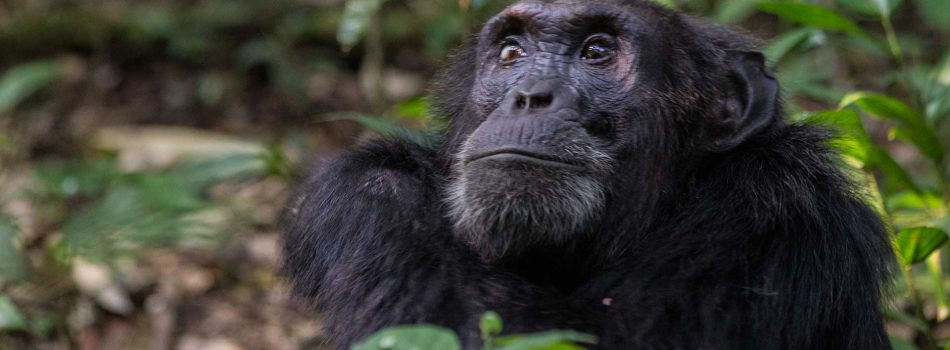 budongo-activities-chimpanzee-tracking-habituation