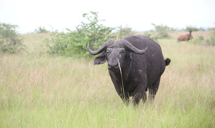 buffalo_queen_elizabeth_ishasha buffalo_queen_elizabeth_ishasha