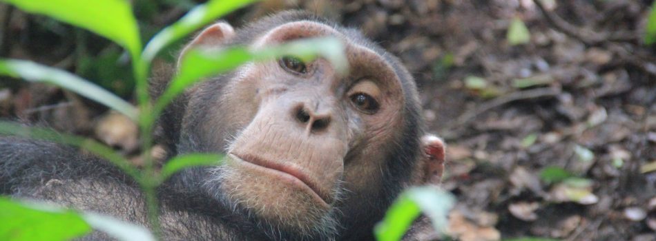 chimpanzee_banner chimpanzee_banner