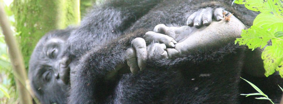 gorilla_feet_banner