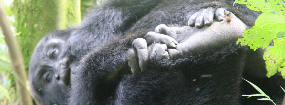gorilla_feet_banner gorilla_feet_banner