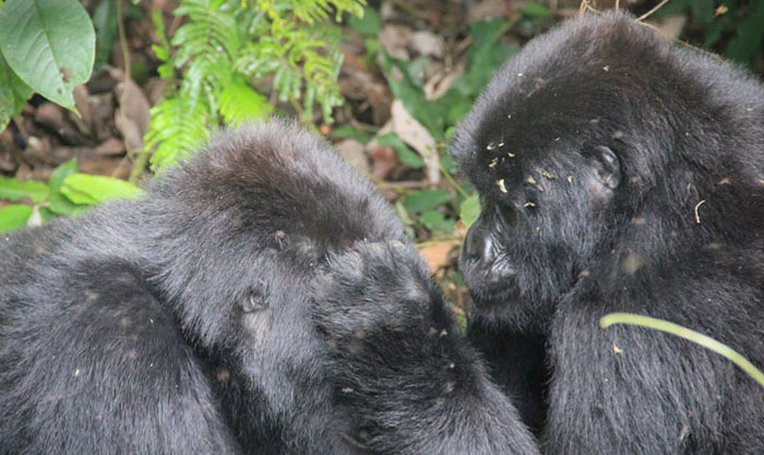 gorillas_grooming_Bwindi_impenetrabel