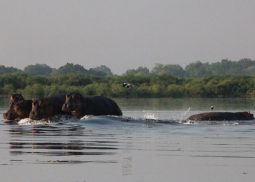 The Hippos in the Nile Delta Murchison Falls national Park