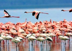 Manyara National Park tanzania