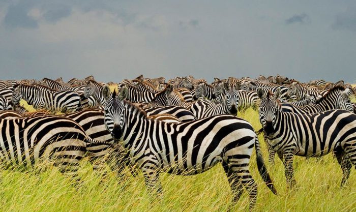 serengeti-national-park