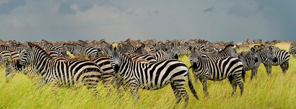 serengeti-national-park