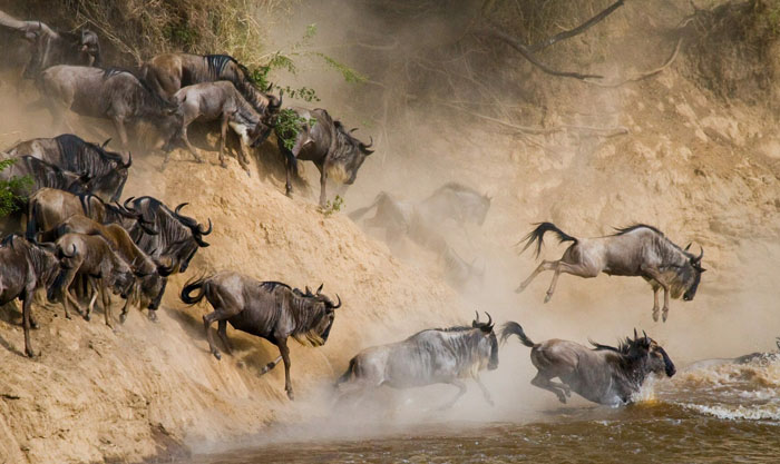 wildebeests-crossing-mara-river-serengeti-national-park