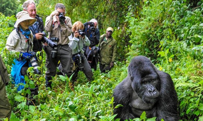 An-hour-with-gorillas-Rwanda