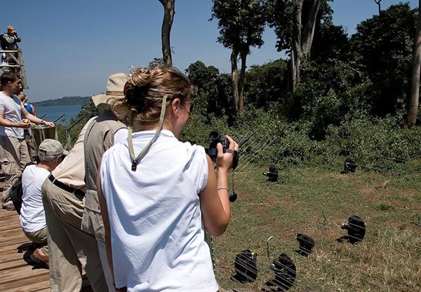 feeding_platform_Ngamba_island_chimpanzee_sanctuary