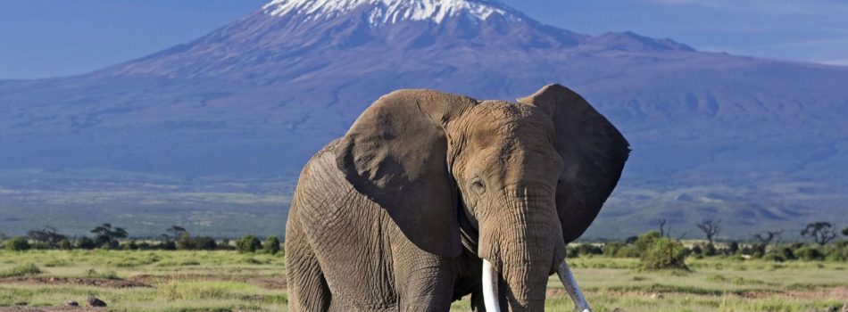 elephant-bull-front-of-kilimanjaro-amboseli-kenya
