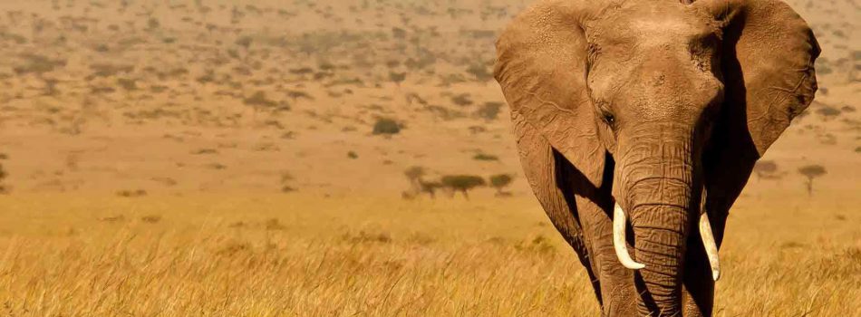 massai-mara-national-park-banner