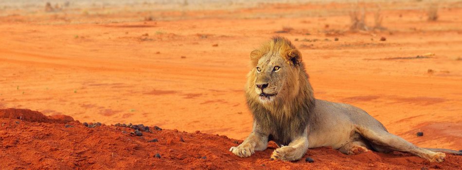 tsavo-national-park-banner